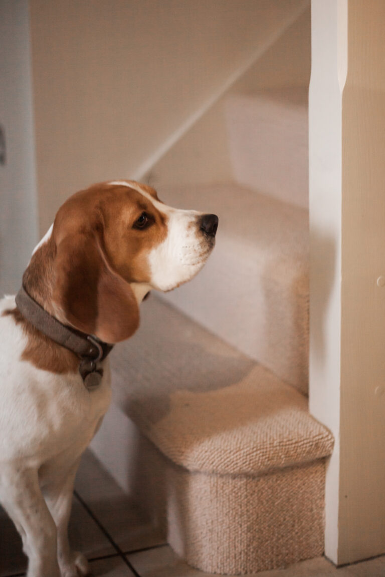 flooring dog stairs-Amor